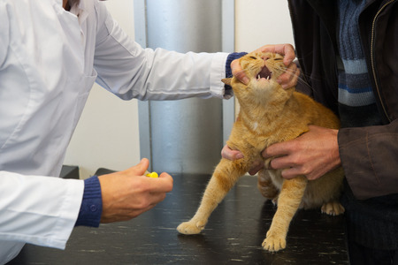 Veterinarian opening mouth from cat for giving medicineの写真素材