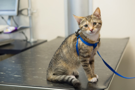 Little kitten cat sitting on the table by the veterinarianの写真素材
