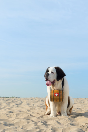 St. Bernard dog as rescue animal with barrelの写真素材