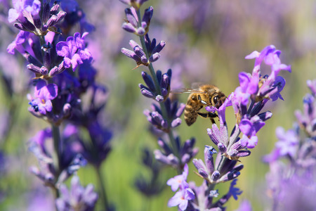 French lavender field with bee on the flowers in the south of France