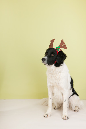 Black and white stabyhoun on green background with Christmas antlerの写真素材