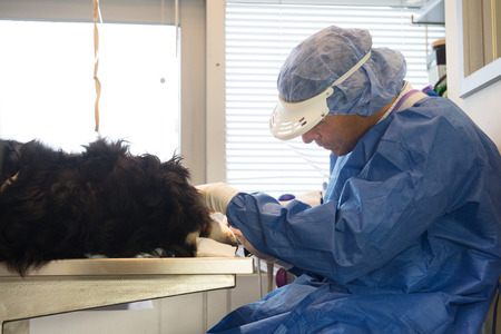 Veterinarian is cleaning the teeth of a big dogの写真素材