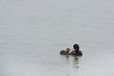 Eurasian coot with young duckling feedingの写真素材