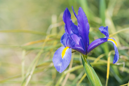 Iris blue magic in sunshineの写真素材