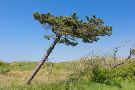 Crooked tree by wind in landscapeの写真素材