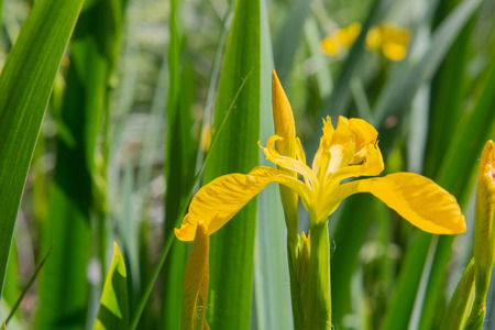 Blooming yellow Iris in waterの写真素材