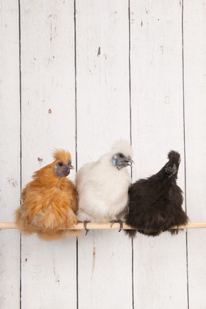 silkies chickens in henhouse on stickの写真素材
