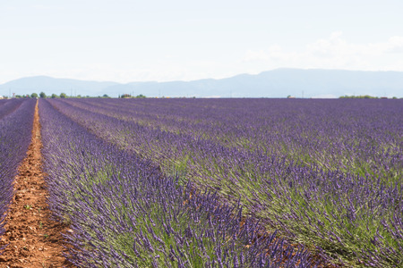 French lavender field at Plateau de Valensoleの写真素材