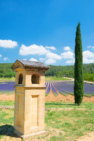 French lavender in the Provenceの写真素材