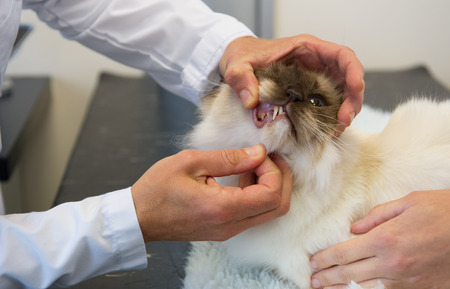 Siamese cat at veterinarian while checking the teethの写真素材