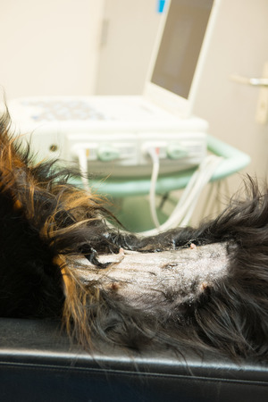 Dog prepared for ultrasound scanの写真素材