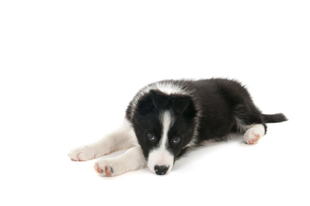 Border Collie puppy in studio isolated over white backgroundの写真素材
