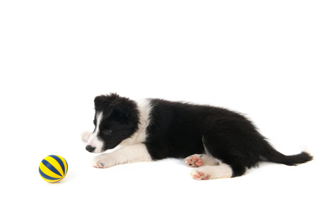 Border Collie puppy in studio isolated over white backgroundの写真素材