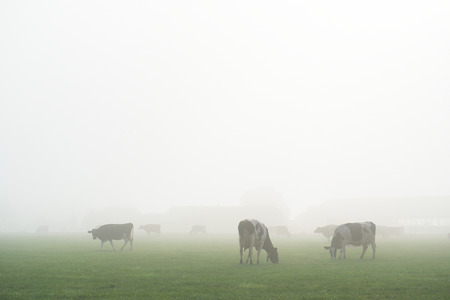 Dutch cows in fog early in the morningの写真素材
