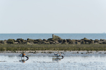 Couple common shelducks foraging in wadden seaの写真素材