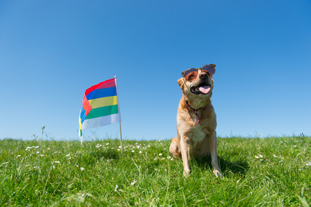 Brown cross breed dog sitting in grass at Dutch wadden island Terschellingの写真素材