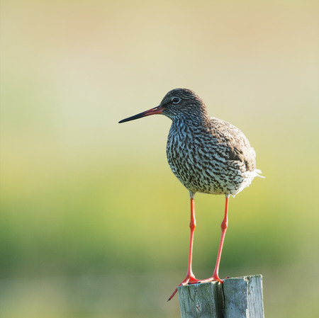 common redshank at wadden island Terschelling in the Netherlands