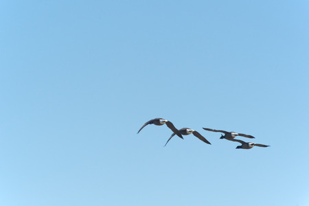 Group brent gooses flying in blue skyの写真素材