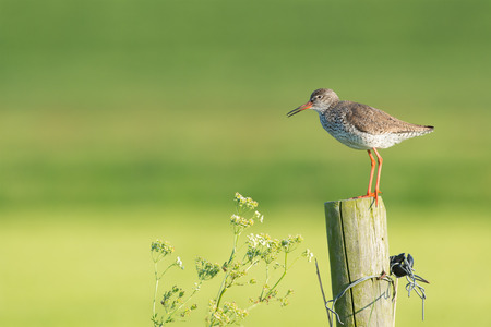 common redshank at wadden island Terschelling in the Netherlandsの写真素材