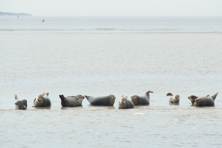 Row seals laying dry at sand bank in Dutch wadden sea near Terschellingの写真素材