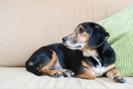 Mixed breed dog laying at the bench in interiorの写真素材