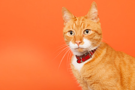 red tomcat holding in arms on orange backgroundの写真素材