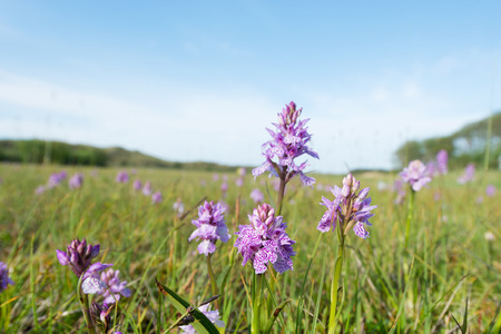 Landscape with field wild orchidsの写真素材