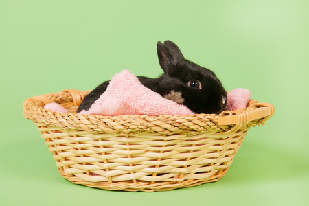 Black rabbit sleeping in basket on green backgroundの写真素材