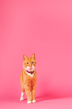 red cat in studio on pink backgroundの写真素材