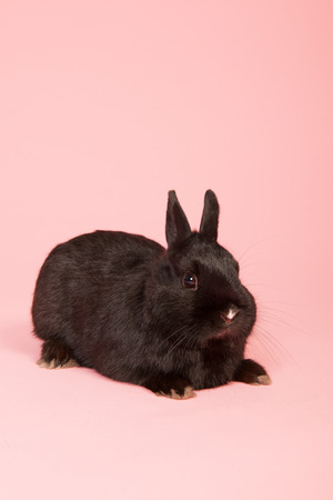 Black rabbit on pink in studioの写真素材