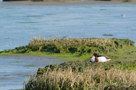 Breeding common shelduck in Dutch wadden sea