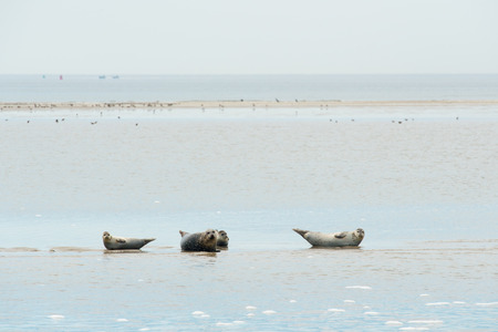 Seal resting on sand bank in wadden seaの写真素材