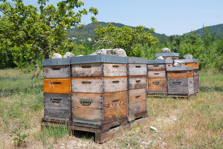 Many bee hives outdoor in orchardの写真素材