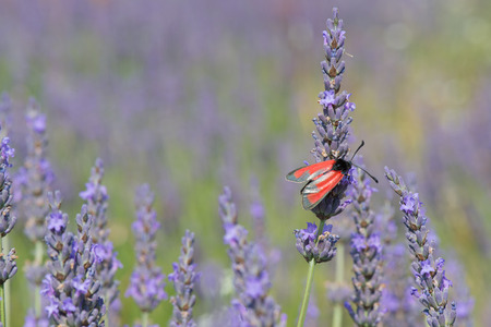 Red butterfly on blooming Lavender flowersの写真素材