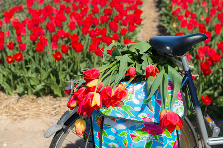 Detail bike with tulips in Dutch fieldsの写真素材