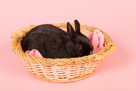 Black rabbit in basket on pink background in studioの写真素材