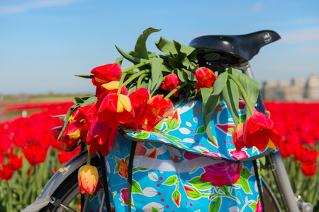 Detail bike with tulips in Dutch fieldsの写真素材