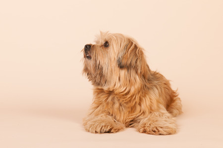Little mixed breed dog with long hair on beige backgroundの写真素材