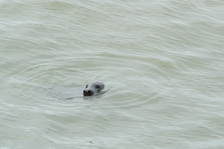 Single seal swimming in wadden seaの写真素材