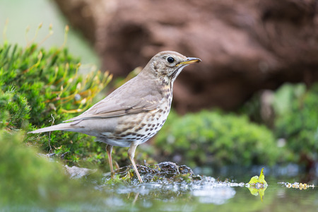 Mistle Thrush at the ground in natureの写真素材