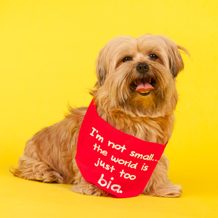 Little mixed breed dog with long hair on yellow background and the text not small but world is too...
