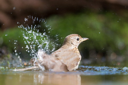 Mistle Thrush taking a bath in nature waterの写真素材