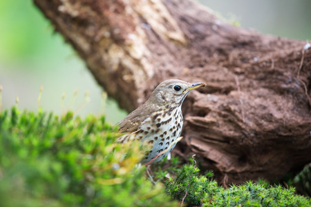 Mistle Thrush at the ground in natureの写真素材