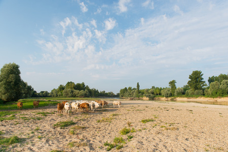 River the Doubs in the western of France with cattle Charolais cowsの写真素材