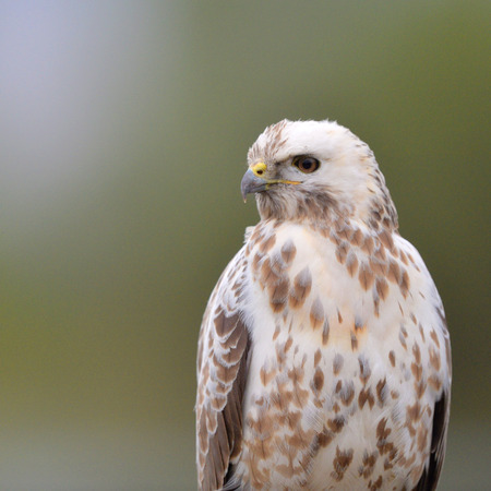Common Blonde buzzard in natureの写真素材