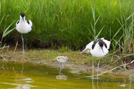 Pied avocet wading in water with juvenileの写真素材