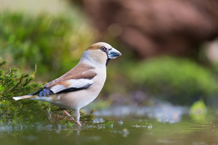 Female Common Hawfinch at the ground near water lakeの写真素材