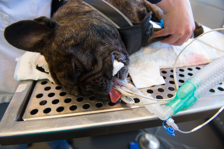 Dog with narcosis at te veterinarian for surgeryの写真素材