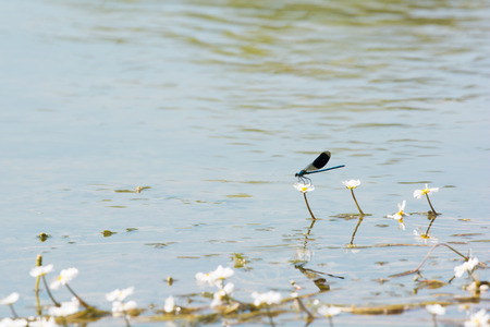 Dragonfly on Common frogbit in waterの写真素材
