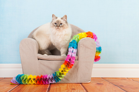 Portrait Birman cat at birthdayの写真素材